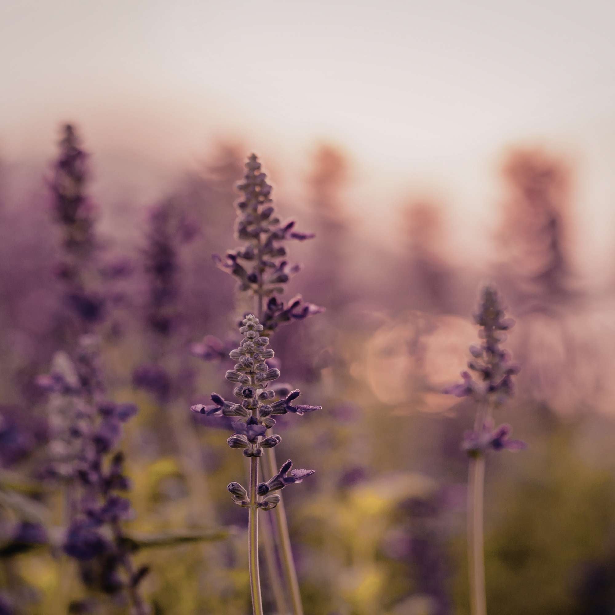 hello simple Lavanda shampoo solido capelli oli vegetali 100 g